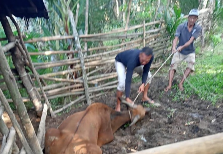 Diduga Akibat Terjangkit Virus Jembrana, Puluhan Ekor Sapi Warga Tanjabtim Mati