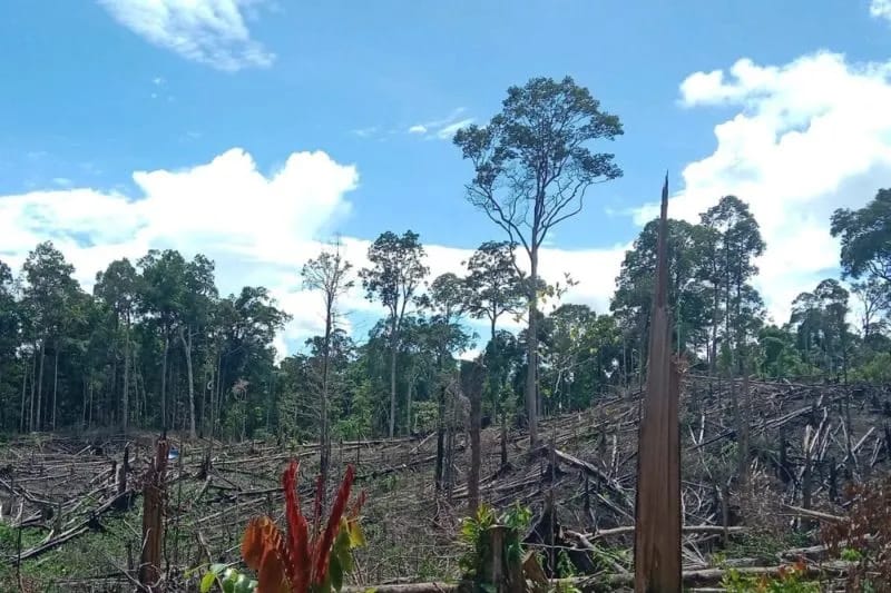 Kemenhut Kuasai Kembali 7.755 Ha Bekas Aktivitas Ilegal di Seblat