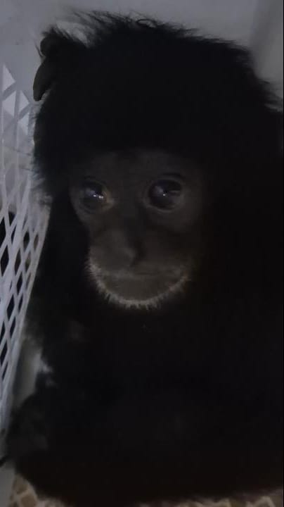 Jual Dua Ekor Siamang Lewat Facebook, Warga Jambi Diciduk Polisi