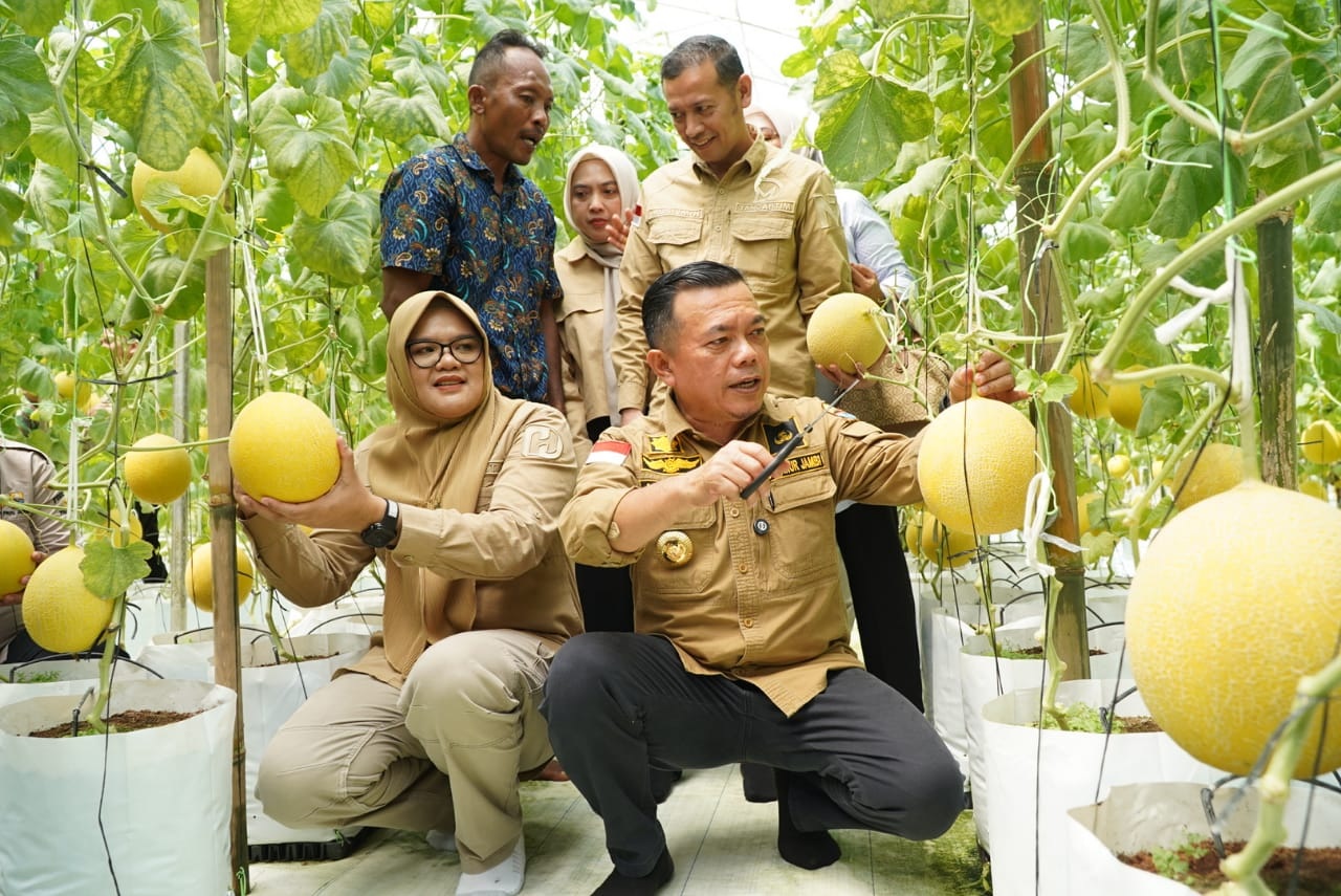 Gubernur Al Haris Panen Perdana Melon Premium di Tanjung Jabung Timur