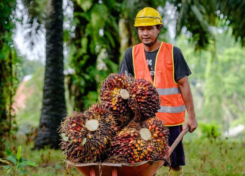 Harga TBS Sawit Bangka Tengah Merangkak Naik, Tertinggi Rp3.100/Kg, Ini Daftarnya Per 12 Juni 2026
