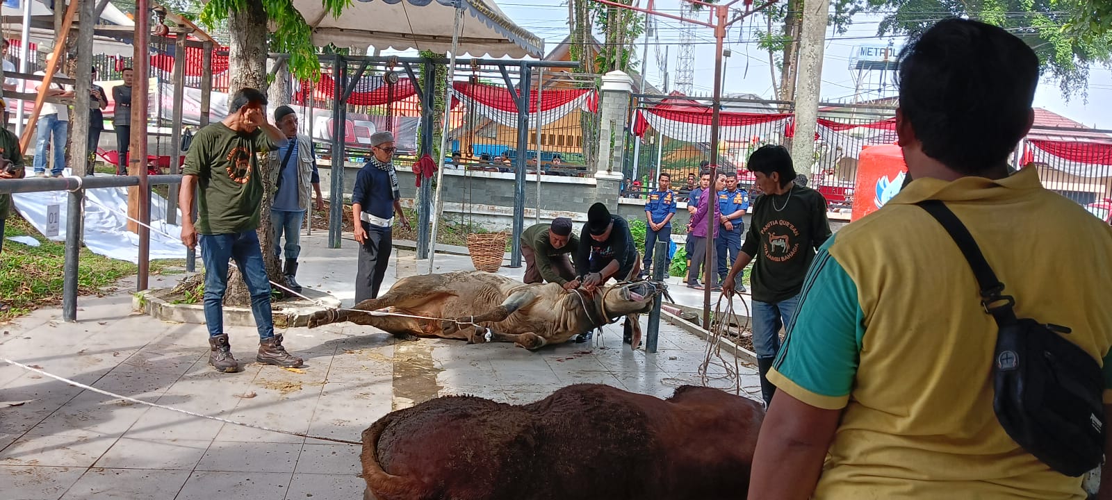 187 Sapi Dibagikan ke 11 Kecamatan