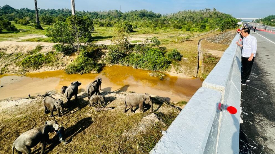 Keren! Ada Jalan Tol Berterowongan Lintasan Gajah, Jokowi Sempat Ngintip Gajahnya Lagi Lewat, Ini Kata Jokowi 