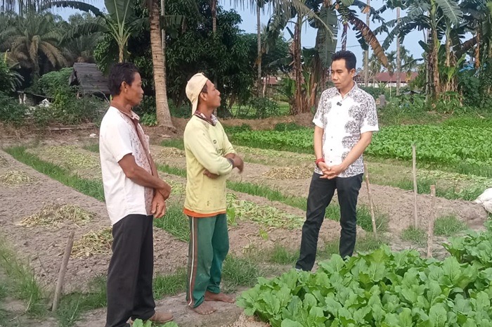 Cabup Zuwanda Kunjungi Kebun Petani Sayur di Sungai Gelam, Ini Harapan Para Petani Jika Terpilih