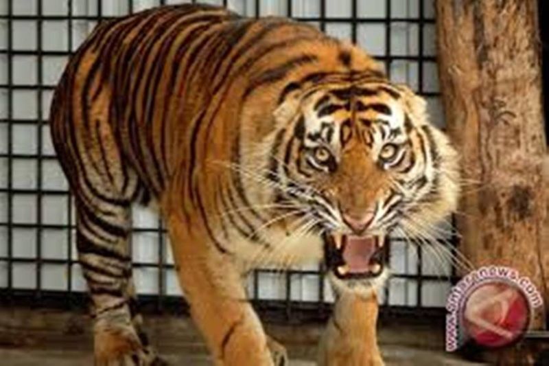 BBKSDA Riau: Harimau sumatera masuk kamp pekerja lapangan di Pelalawan