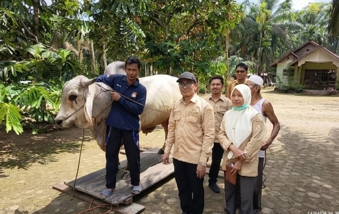 Sapi Kurban Presiden RI Dialokasikan di Masjid Raya Kampung Laut
