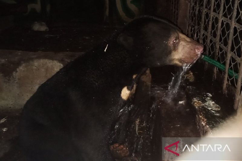 BKSDA Jambi Rawat Beruang Madu Korban Jerat