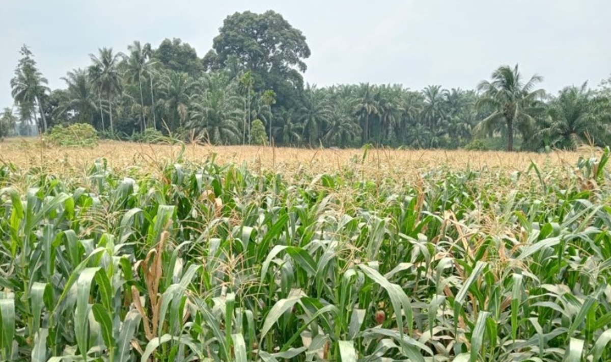 Harga Jagung Pipilan Naik Jadi Rp 5.000 Per Kilogram di Sumbar 