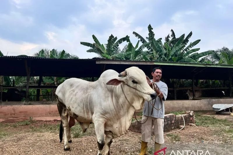 Sapi Berat 818 kg Milik Peternak di Batanghari dibeli Presiden RI