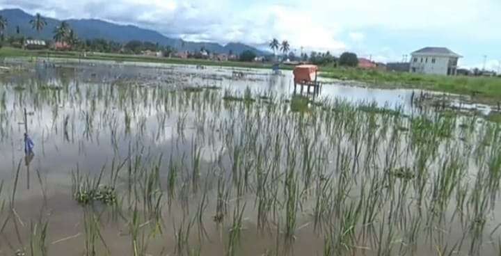 1.470 Hektare Sawah tak Bisa Digarap 