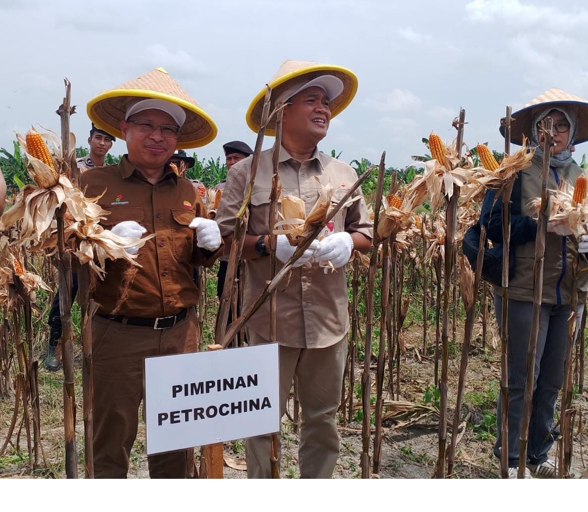 SKK Migas PetroChina Turut Berkontribusi dan Hadiri Panen Raya Jagung Serentak Kuartal III 2025 di Tanjabtim