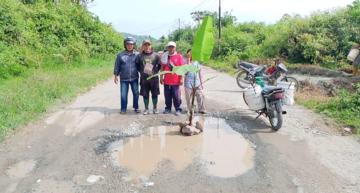 Protes Jalan Rusak Parah, Warga di Kabupaten Kerinci Tanam Pohon Pisang