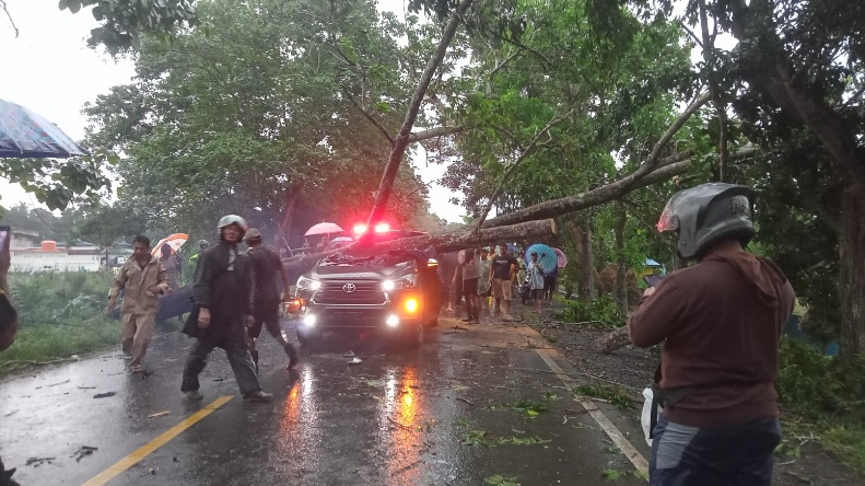 BREAKING NEWS: Hujan Deras dan Angin Kencang, Pohon Tumbang Timpa Mobil Innova Reborn