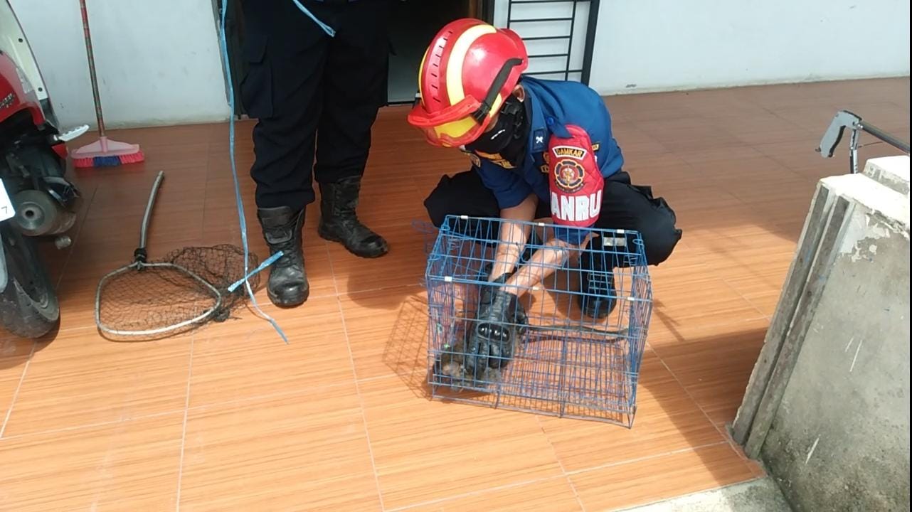 Anak Kera Masuk Bak Penampung Air, Damkar Jambi Lakukan Evakuasi di Olak Kemang