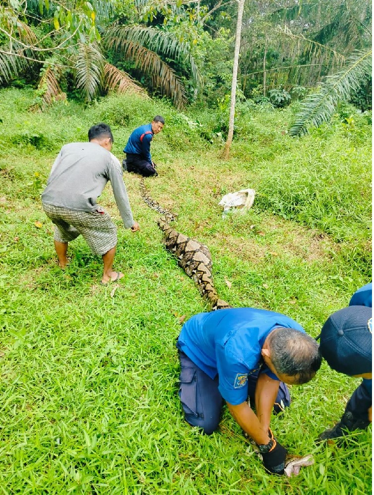 Kekenyangan Usai Mangsa Ternak Warga Muaro Jambi, Ular Piton 6 Meter Dievakuasi Petugas
