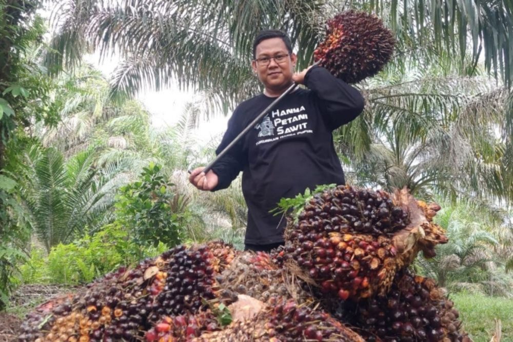 Harga TBS Kelapa Sawit Mitra Swadaya di Riau Naik Rp 56,06/Kg, Berikut Harga 26 Februari -4 Maret 2025