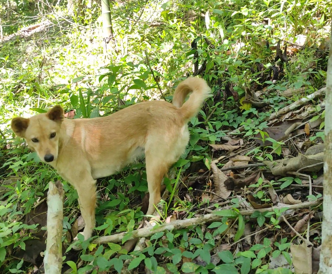 Cerdas Mana, Anjing apa Kucing?