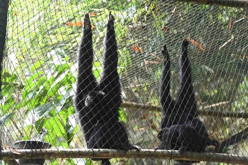 Tiga siamang dilepasliarkan di Taman Nasional Gunung Leuser