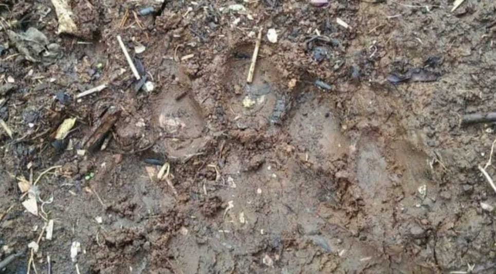 Harimau Masih Berkeliaran di Kebun Warga RKE Sungai Penuh Usai Mangsa 7 Ekor Anjing 