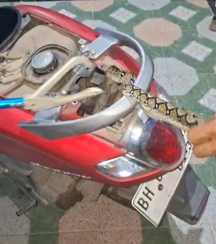 Damkartan Evakuasi Ular Piton Nyelip di Spakbor Motor