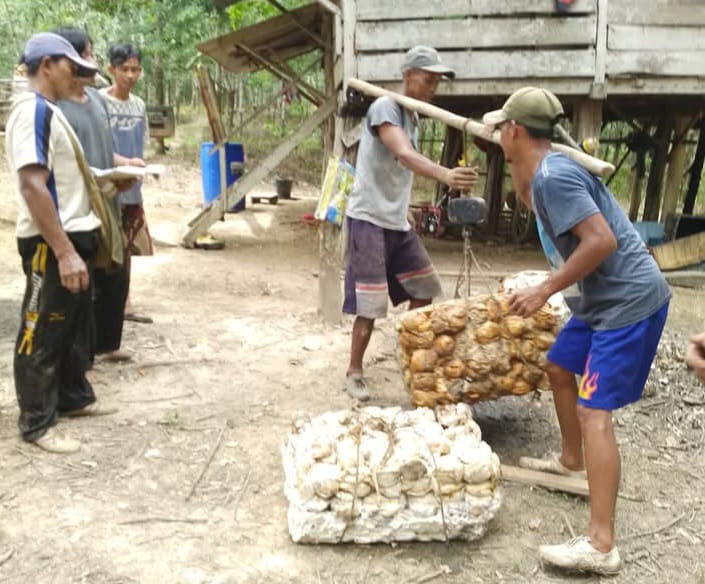 Petani Getah Karet Tersenyum Lebar, Harga Getah Karet Tembus Rp 15 Ribu/Kg