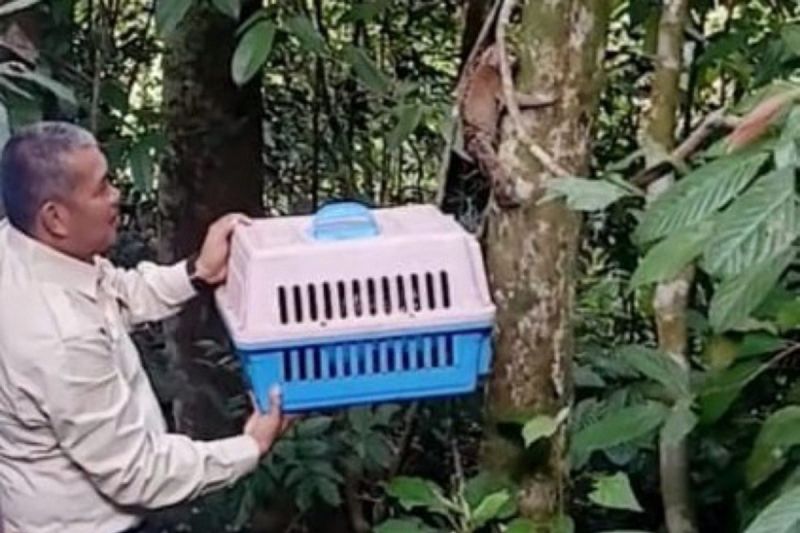 BKSDA Jambi lepas liarkan dua ekor kukang ke Cagar Alam Durian Luncuk