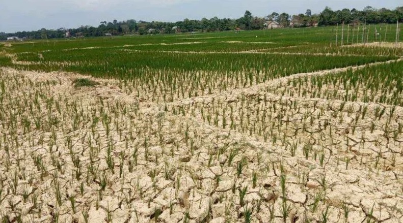 Ratusan Hektare Sawah di Batang Hari Kekeringan