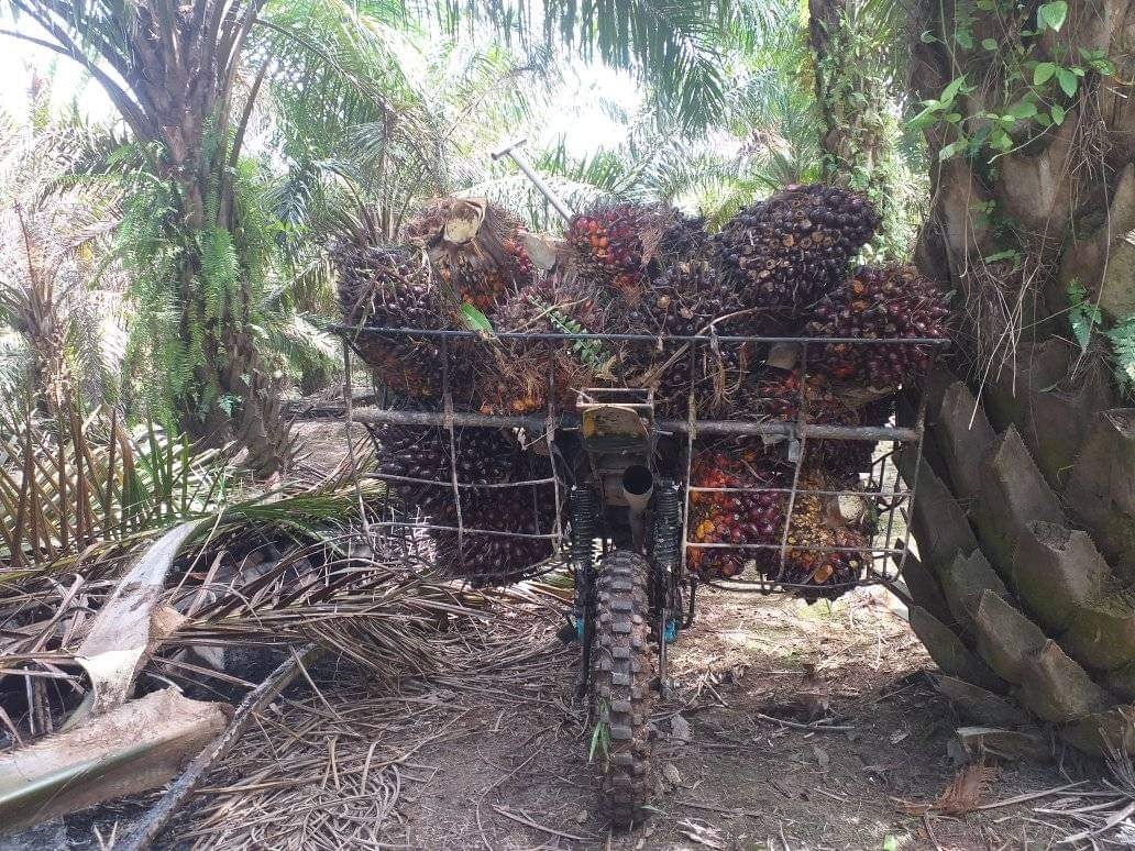 MEROSOT LAGI! Harga TBS Kelapa Sawit di Provinsi Jambi Turun Rp 34,73 Per Kilogram, Ini Daftarnya