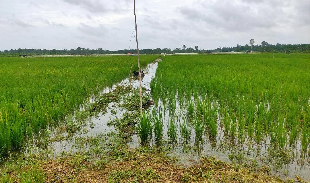 Alih Fungsi Lahan Pertanian di Tanjabtim Ancam Ketahanan Pangan 