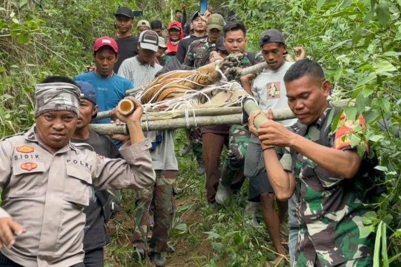 Petugas Evakuasi Harimau Yang Masuk Perangkap di Lampung Barat