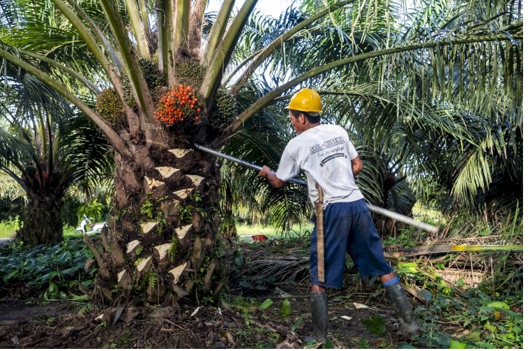 Akhir Tahun 2025, Harga TBS Kelapa Sawit Jambi Turun, Ini Daftar Harga TBS 26 Desember 2025-1 Januari 2026
