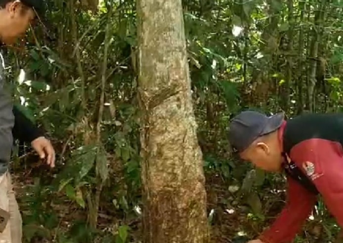 NGERI! Petani Karet di Ladang Panjang-Muaro Jambi Diserang Beruang Liar