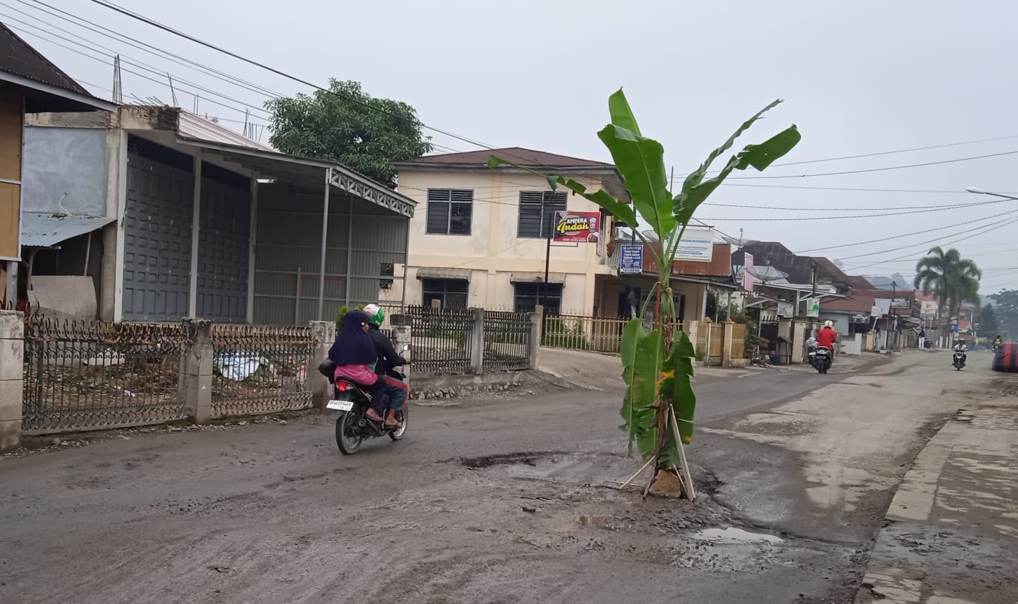 Warga Tanam Pohon Pisang di Jalan H Bakri Sungai Penuh