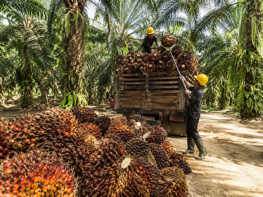 Harga TBS Sawit Sumsel Periode II Mei 2026 Rp3.886,11 per Kilogram, Berikut Daftar Harganya