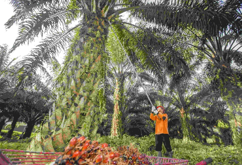 Program Biodiesel Sebagai Strategi Ketahanan Energi dan Stabilisasi Industri Sawit Nasional