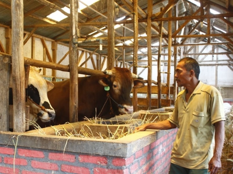 Kota Jambi Kebagian Sapi Kurban dari Presiden Prabowo, Beratnya Hampir 1 Ton