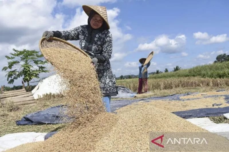 Mentan Harga Gabah Pada Masa Panen Tidak Boleh Turun Dari HPP Rp6.500