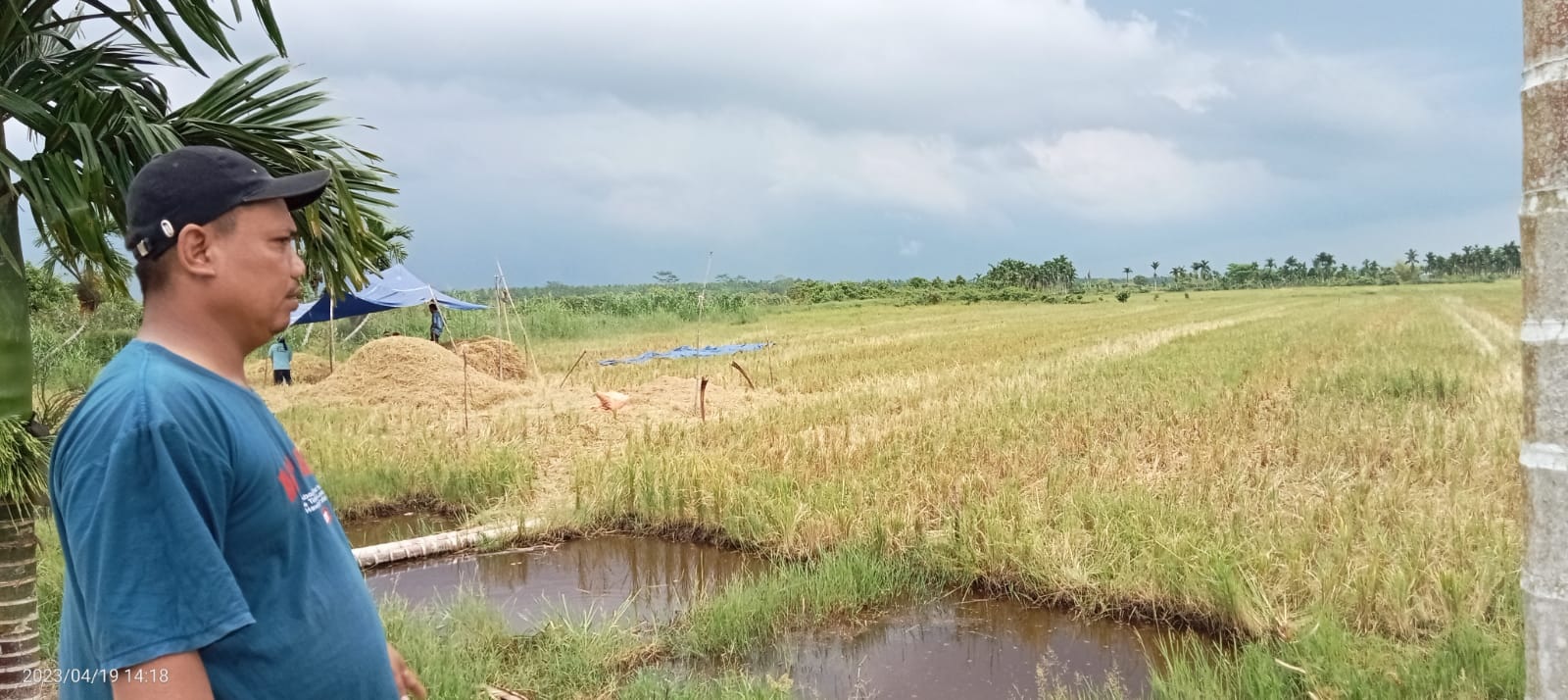 Desa Kota Kandis Dendang Wacanakan Agrowisata Pertanian