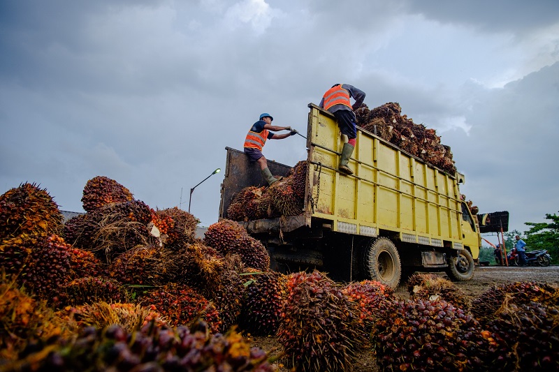Musi Banyuasin Siap Jadi Percontohan Hilirisasi Sawit Berbasis Koperasi di Indonesia