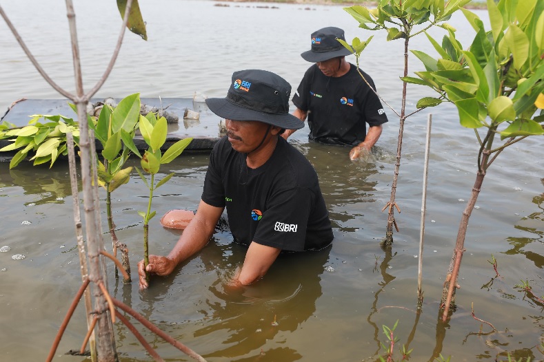  BRI Salurkan Ribuan Bibit Mangrove Kelompok Tani di Muaragembong