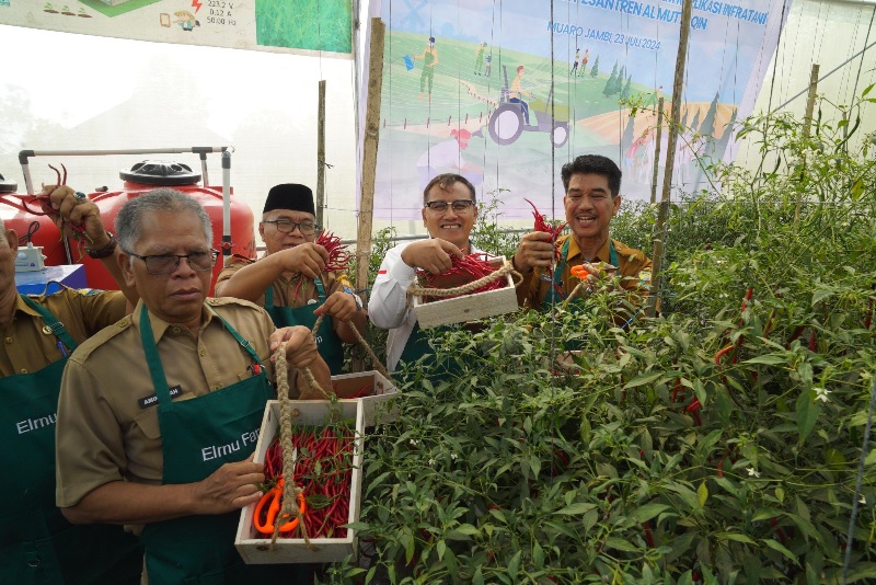 BI Jambi Bersama TPID Panen Perdana Cabai Merah Program Replikasi Infratani