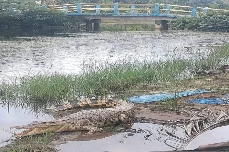 BKSDA Jambi Ingatkan Warga Ada Dugaan Habitat Buaya Dekat Permukiman