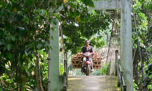 Tidak Ada Istilah Nenek Moyangku Petani Sawit, Karena Petani Sawit Baru Muncul pada Tahun ini…