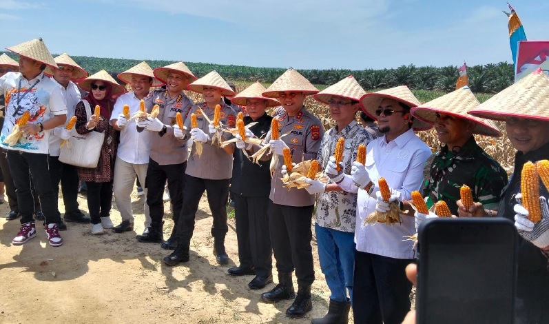 Kapolda Jambi Bersama Wagub Panen Raya Jagung Serentak di PT. Brahma Binabakti (TAP Group)
