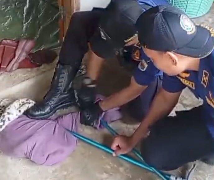 Damkarmat Jaluko Evakuasi King Cobra 3 Meter di Jaluko