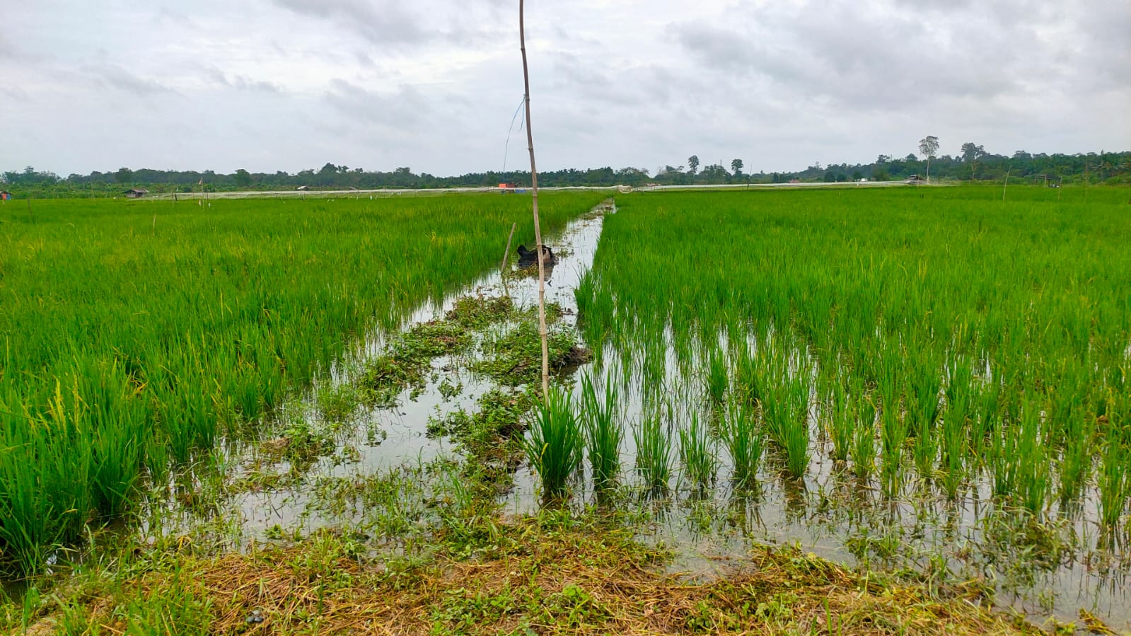 Akibat Lahan Padi Terendam, Tidak Ada Lahan Padi Berpotensi Puso