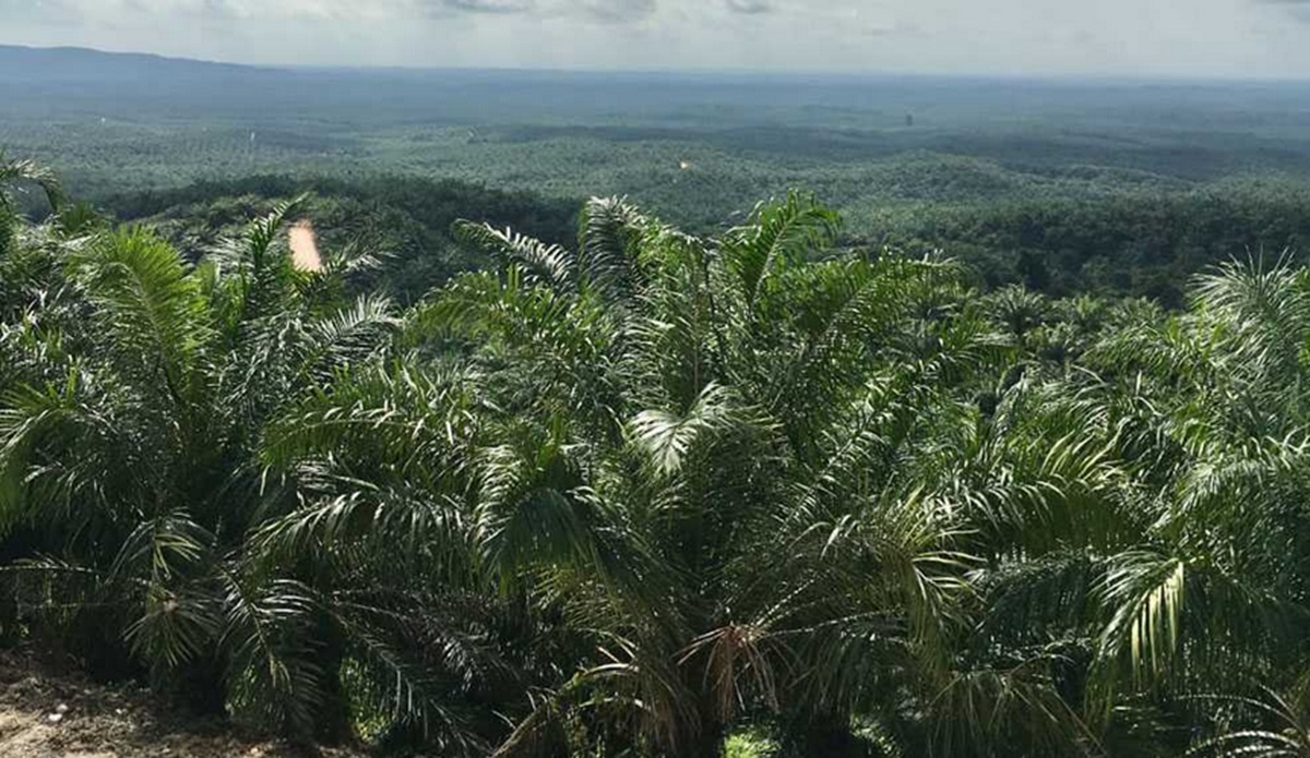 Kebun Karet di Jambi Terus Berkurang, Tinggal 600 Hektare, Petani Pilih Kebun Sawit