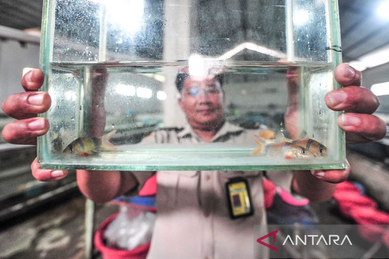 Karantina Dukung Lalu Lintas Ikan Botia Jambi ke Berbagai Daerah   