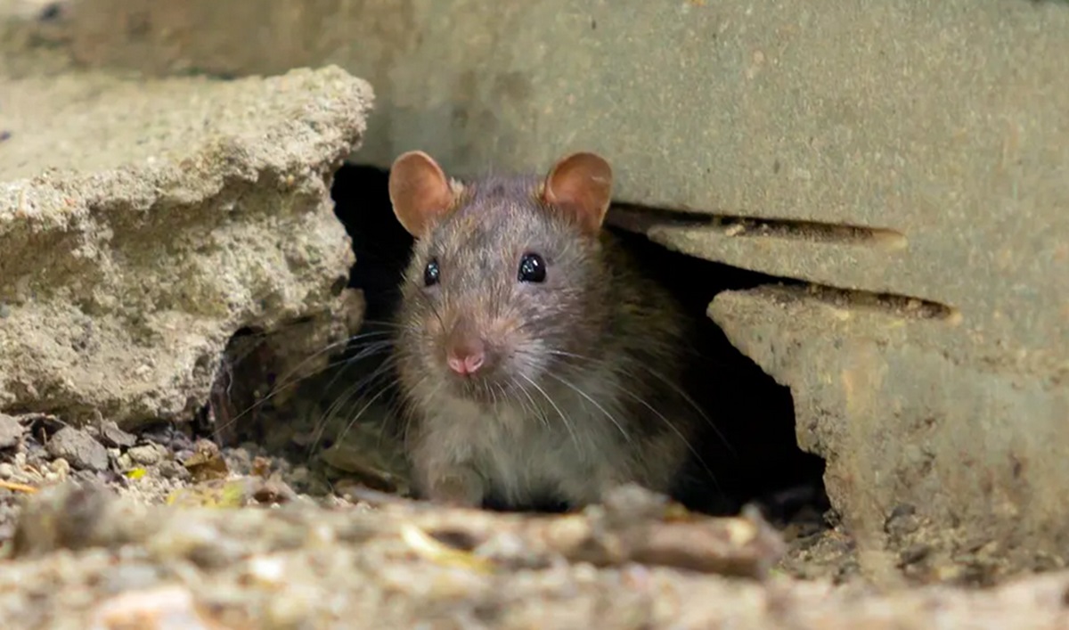 Waspada 'Demam Urine Tikus' di Musim Hujan dan Banjir, Ini Gejalanya