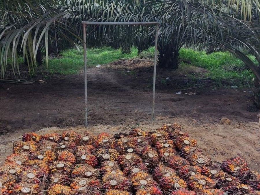 Harga TBS Sawit Dharmasraya 2 Juli 2026 Tertinggi Tembus Rp3.754 Per Kilogram, Ini Daftarnya